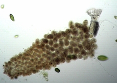 Floscularia