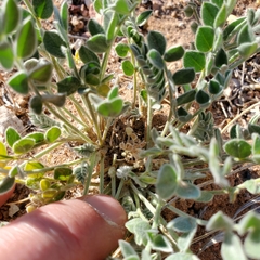 Astragalus desereticus