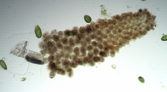 Floscularia