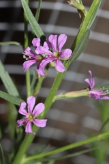 Lythrum californicum
