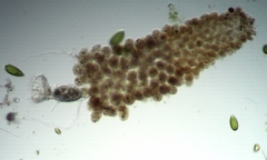 Floscularia