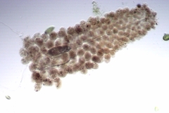Floscularia