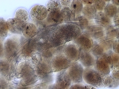 Floscularia