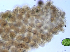 Floscularia
