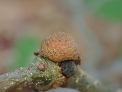 Disholcaspis quercusmamma