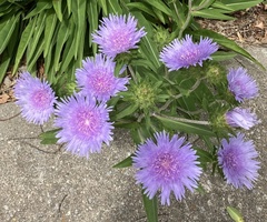 Stokesia