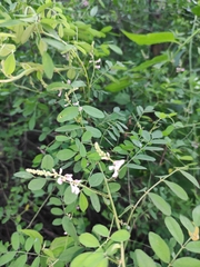 Indigofera bungeana