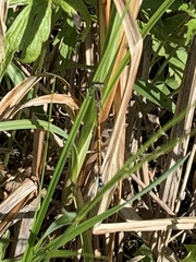 Ischnura damula