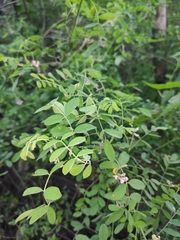 Indigofera bungeana
