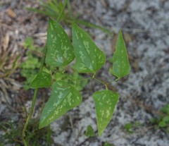 Smilax bona-nox image