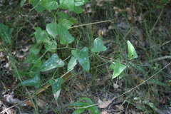 Smilax bona-nox image