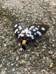 Neurhermes tonkinensis