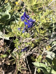 Delphinium barbeyi