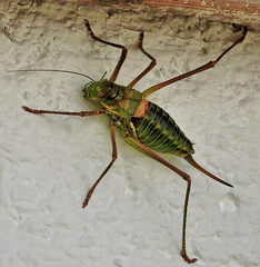 Parasteropleurus perezii