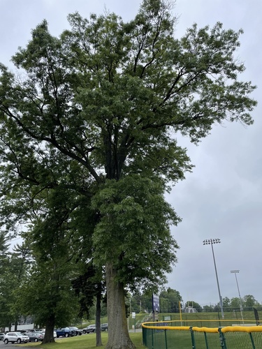 photo of Common Hackberry (Celtis occidentalis)