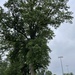 photo of Common Hackberry (Celtis occidentalis)