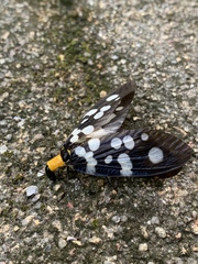 Neurhermes tonkinensis