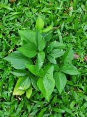 Typhonium trilobatum