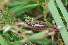 Myrmeleotettix maculatus