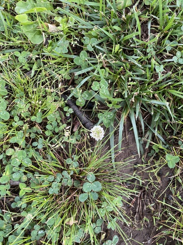 photo of Clovers (Trifolium)