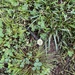 photo of Clovers (Trifolium)