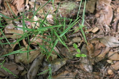 Dichanthelium patulum