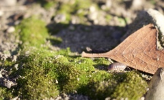 Armadillidium vulgare