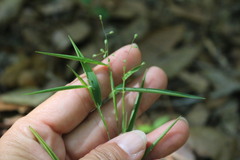 Dichanthelium patulum