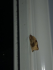 Choristoneura fractivittana