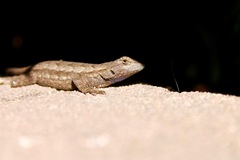 Sceloporus occidentalis