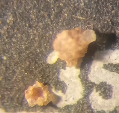 Psammosphaera