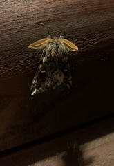 Ormiscodes schmidtnielseni