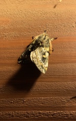 Ormiscodes schmidtnielseni