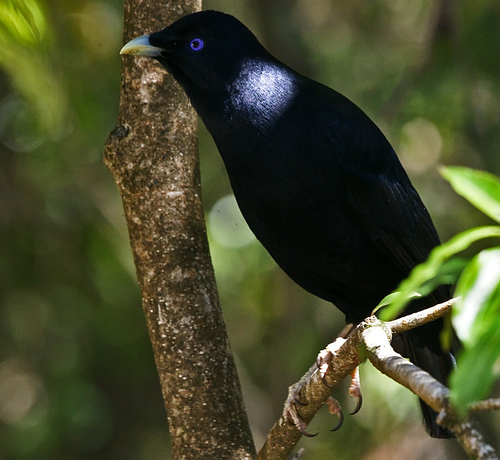 Satin Bowerbird