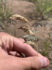 Bromus kalmii
