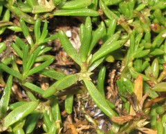 Hemichroa pentandra