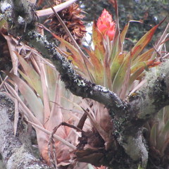 Tillandsia turneri