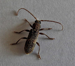 Trichoferus griseus