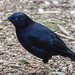 Satin Bowerbird - Photo (c) David Cook, some rights reserved (CC BY-NC)