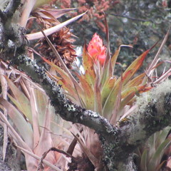 Tillandsia turneri