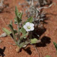 Convolvulus clementii