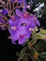 Tibouchina