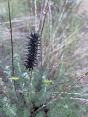 Hemileuca eglanterina
