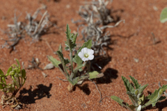 Convolvulus clementii