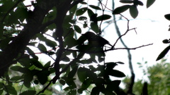 Vireo griseus