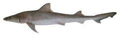 Australian Weasel Shark photo 4
