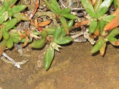 Hemichroa pentandra