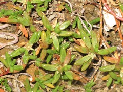 Hemichroa pentandra