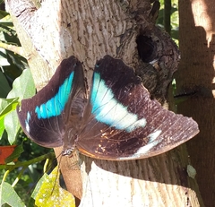 Archaeoprepona demophon