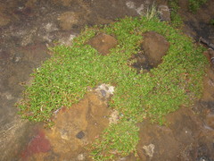 Hemichroa pentandra